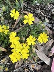 Hibbertia porcata