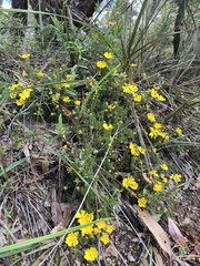 Hibbertia porcata