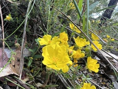 Hibbertia porcata