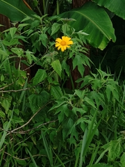 Tithonia diversifolia
