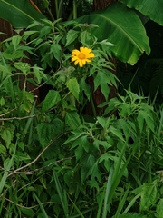 Tithonia diversifolia