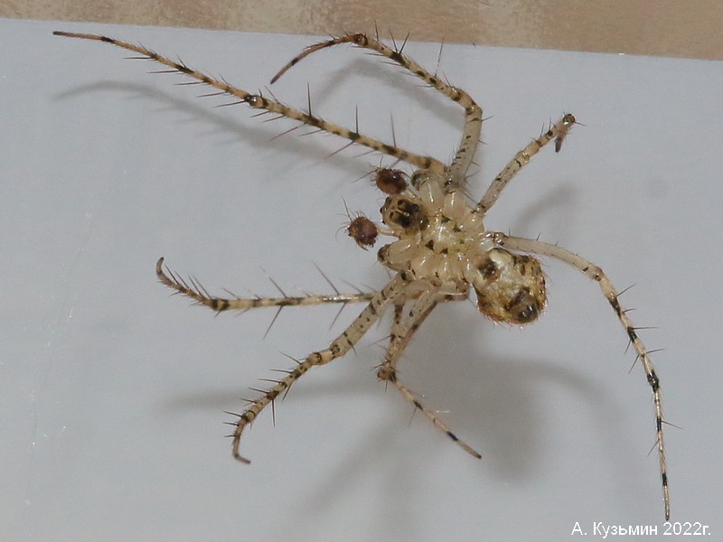 Паук Mimetus laevigatus