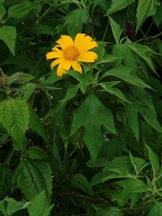 Tithonia diversifolia