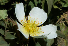 Rosa abyssinica image