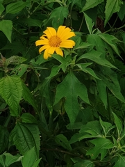 Tithonia diversifolia