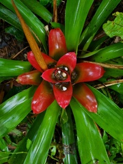 Nidularium innocentii