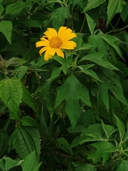 Tithonia diversifolia