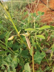 Neorthacris
