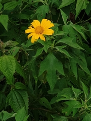 Tithonia diversifolia