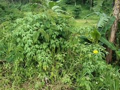 Tithonia diversifolia