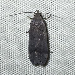 Anacampsis