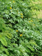 Tithonia diversifolia