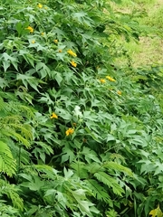 Tithonia diversifolia