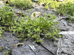 Isolepis hystrix