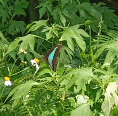 Graphium sarpedon