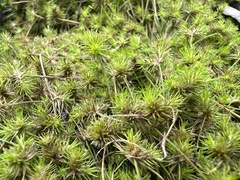 Isolepis hystrix