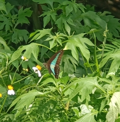 Graphium sarpedon