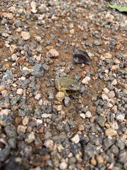 Hyperolius kivuensis