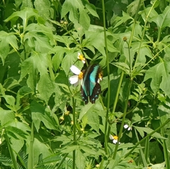 Graphium sarpedon