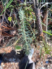 Thymelaea ruizii