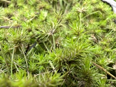Isolepis hystrix