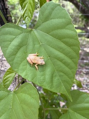 Hyperolius kivuensis