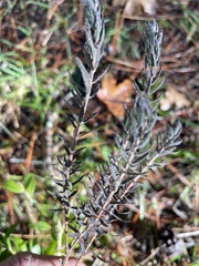 Thymelaea ruizii