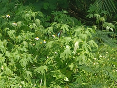 Graphium sarpedon