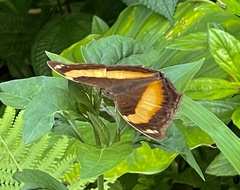Yoma sabina