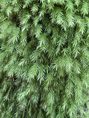 Pyrrhobryum spiniforme