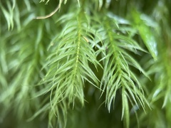 Pyrrhobryum spiniforme