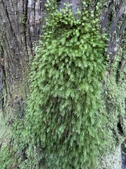 Pyrrhobryum spiniforme