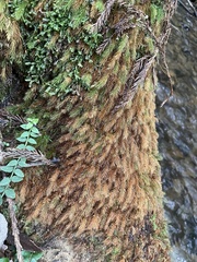 Pyrrhobryum spiniforme