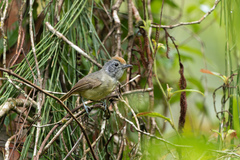 Dysithamnus mentalis