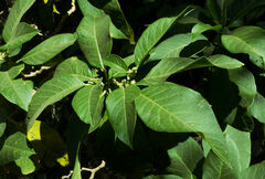 Discopodium penninervium