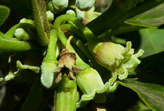 Discopodium penninervium