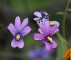 Nemesia versicolor versicolor