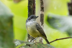 Dysithamnus mentalis