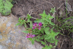 Delosperma saturatum