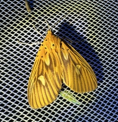 Asota orbona