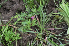 Delosperma saturatum