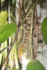 Ethmostigmus rubripes