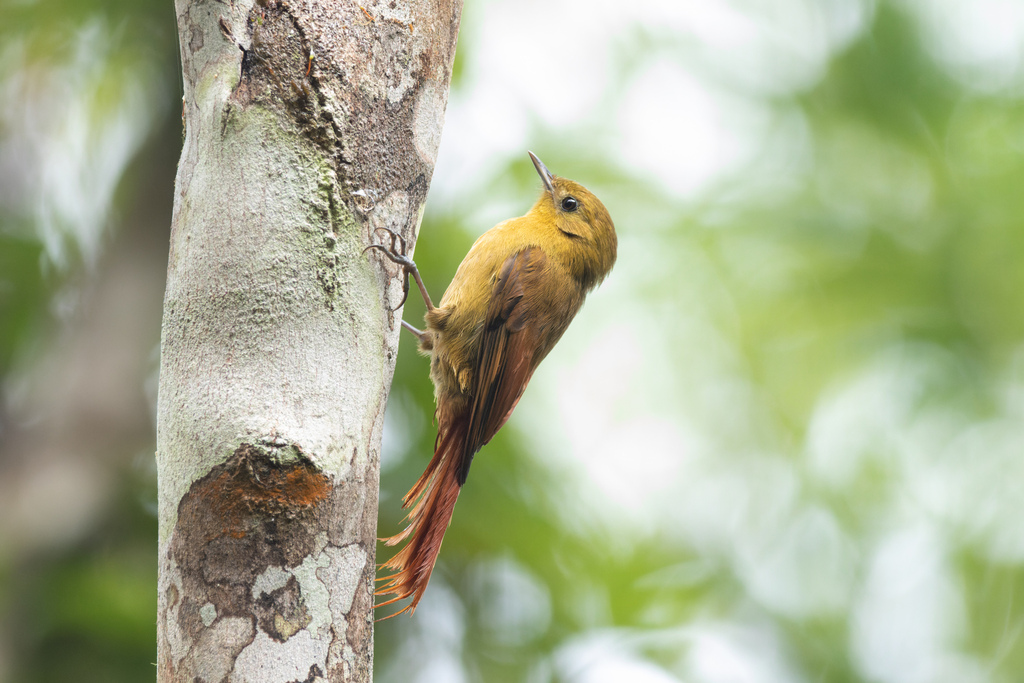 Olivaceous Woodcreeper (Sittasomus griseicapillus) photo
