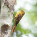 Olivaceous Woodcreeper - Photo (c) Tomaz Nascimento de Melo, some rights reserved (CC BY-NC-ND), uploaded by Tomaz Nascimento de Melo
