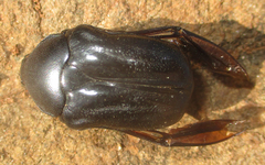 Oplostomus fuligineus