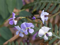 Glycine clandestina