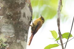 Sittasomus griseicapillus