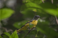 Pericrocotus solaris