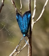 Pollanisus viridipulverulenta