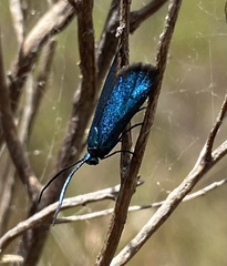 Pollanisus viridipulverulenta